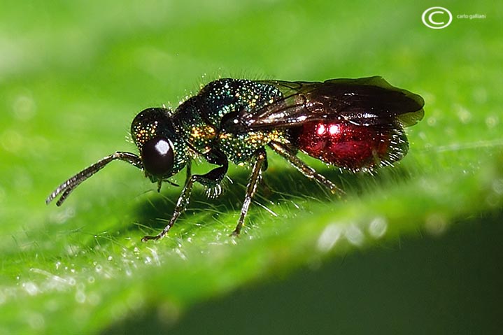 chrysis  ignita ??? Chrysis marginata & Pseudomalus auratus